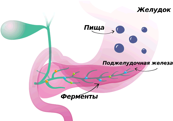 Изображение с желудком и поджелудочной железой