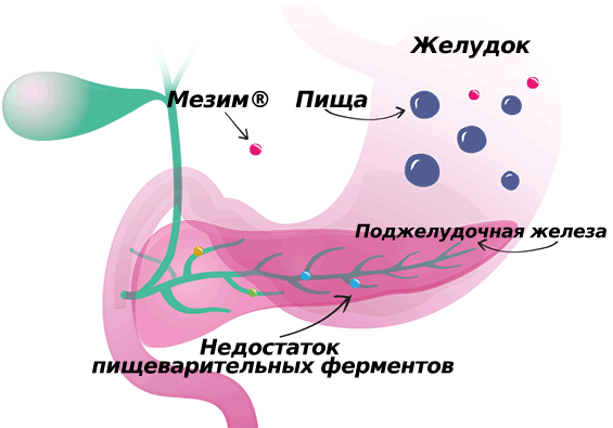Изображение с желудком, поджелудочной железой и ферментами