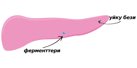 Ферменти менен уйку безинин сүрөтү