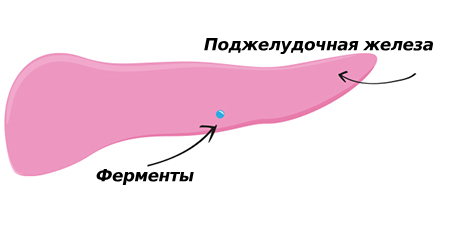 Изображение поджелудочной железы с ферментом